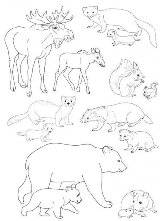 Раскраска "Дикие животные"