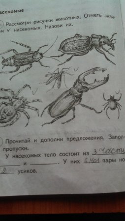 Рассмотри рисунки животных отметь насекомых