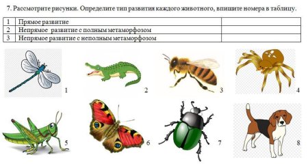Определите Тип развития животных