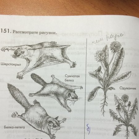 Рисунки рассмотри рисунки