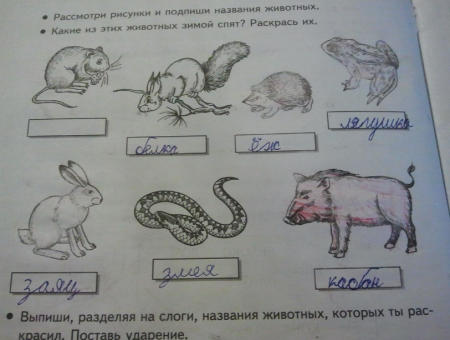 Какие животные спят зимой