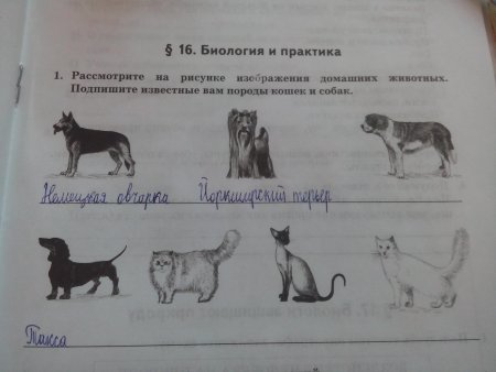 Породы кошек и собак подписанных