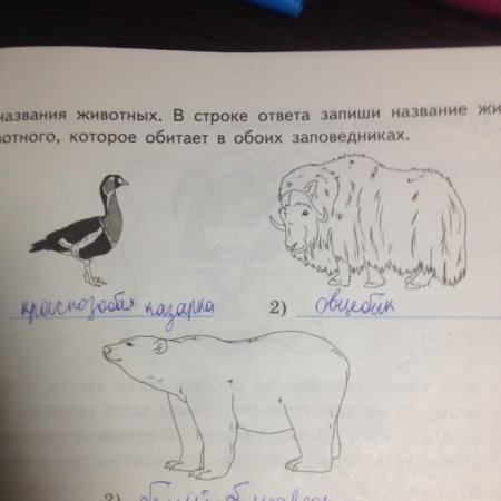 Запиши названия животных которые