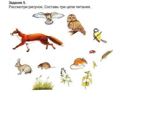 Придумать 3 пищевые Цепочки