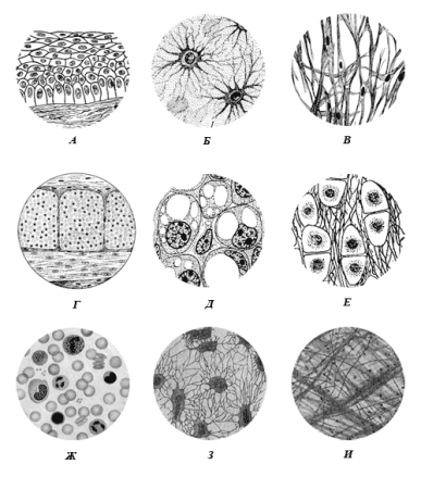 Схема эпителиальной ткани животных