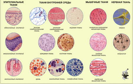Ткани животных эпителиальная и соединительная