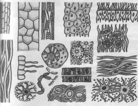 Ткани человека