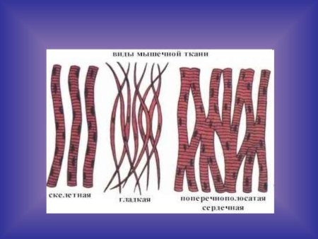 Ткани анатомия человека