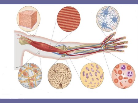 Типы тканей человека
