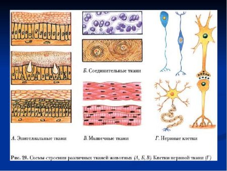 Строение тканей биология 8 класс