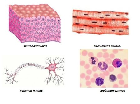 Типы тканей анатомия