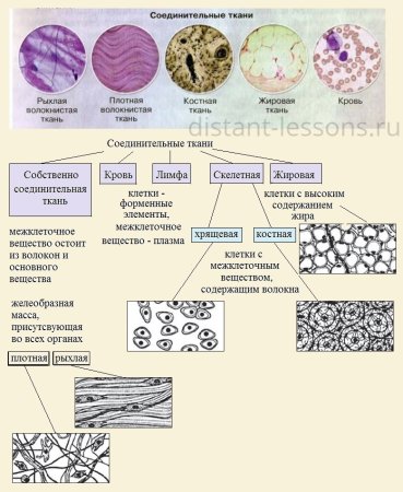 Схема строения соединительной ткани