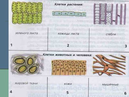 Ткани клеток растений и животных
