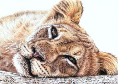 Реалистичные рисунки животных