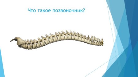 Позвоночник животного