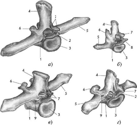Грудной позвонок животного анатомия