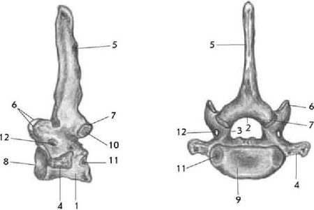 Седьмой шейный позвонок свиньи