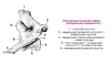 Поясничный позвонок лошади строение