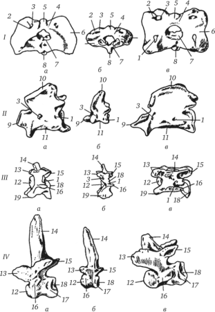 Эпистрофей лошади строение