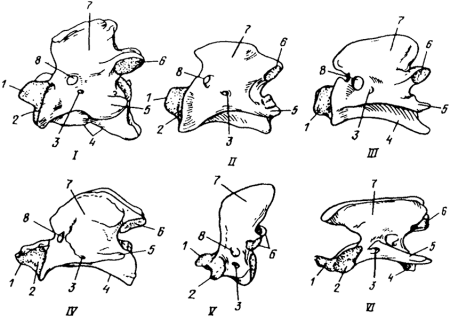 Второй шейный позвонок эпистрофей животных