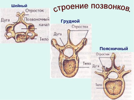 Строение позвонка млекопитающего