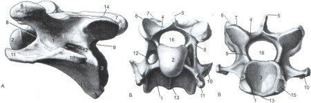 Атлант шейный позвонок КРС