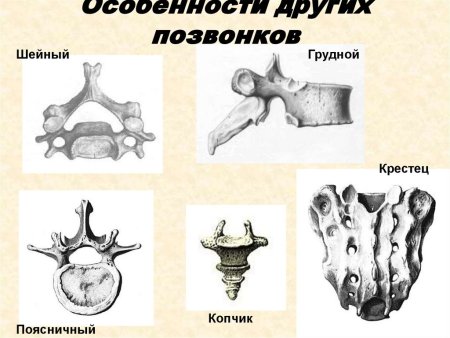 Позвонок рисунок