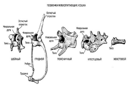 Хвостовые позвонки животных анатомия