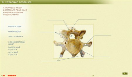 Поясничный позвонок коровы строение