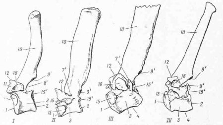 Грудной позвонок коровы анатомия
