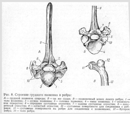 Строение грудного позвонка КРС