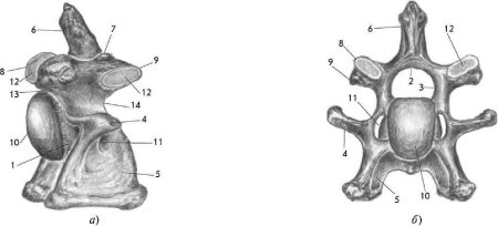 Шестой шейный позвонок строение