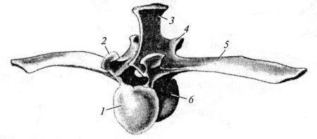Строение грудного позвонка свиньи