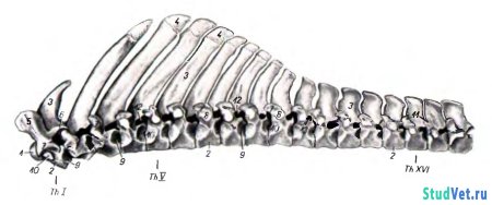 Шейные позвонки лошади анатомия