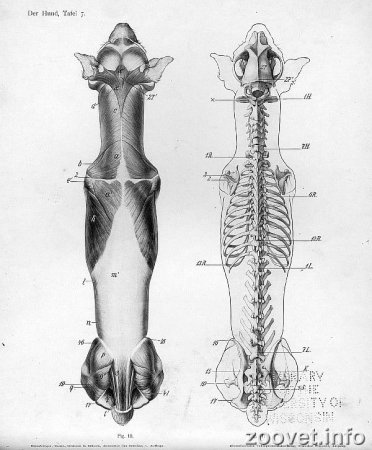 Анатомия собаки Ветеринария кости