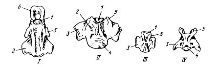 Хвостовые позвонки животных