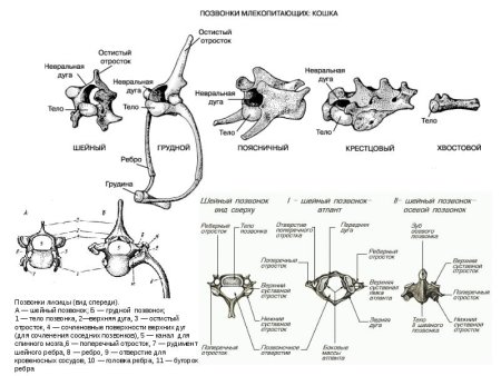 Поясничный позвонок КРС анатомия