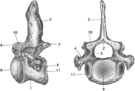 Типичный позвонок рисунок