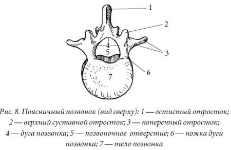 Грудной позвонок вид сбоку