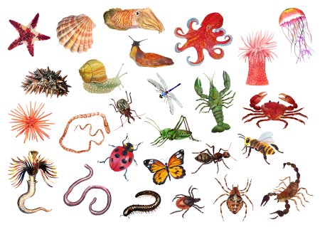 Мелкие морские беспозвоночные