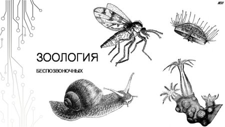 Зоология беспозвоночные