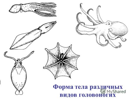 Форма тела головоногих моллюсков