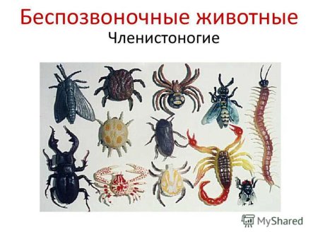 Беспозвоночные Членистоногие