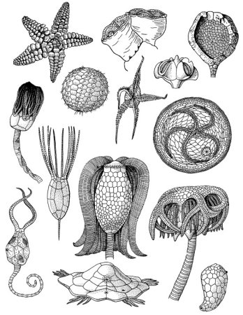 Личинки иглокожих