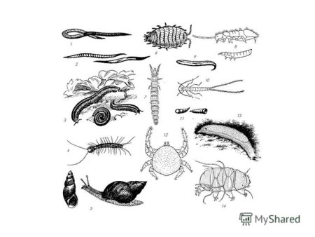 Почвенные беспозвоночные