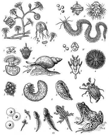 Метаморфоз у животных