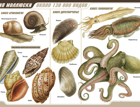 Тип моллюски представители