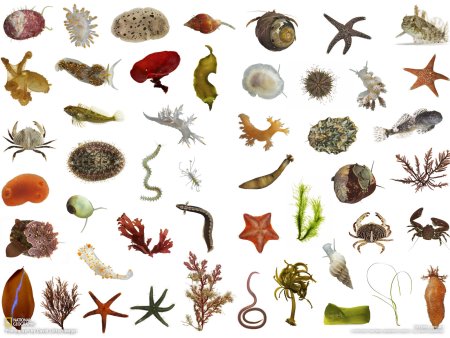 Мелкие беспозвоночные морские животные