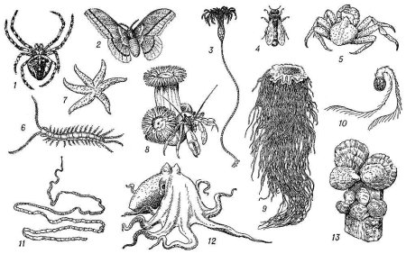 Подтипы беспозвоночных