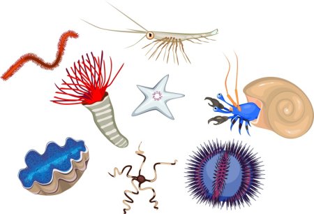 Беспозвоночные на белом фоне